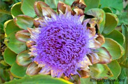 artichoke flower
