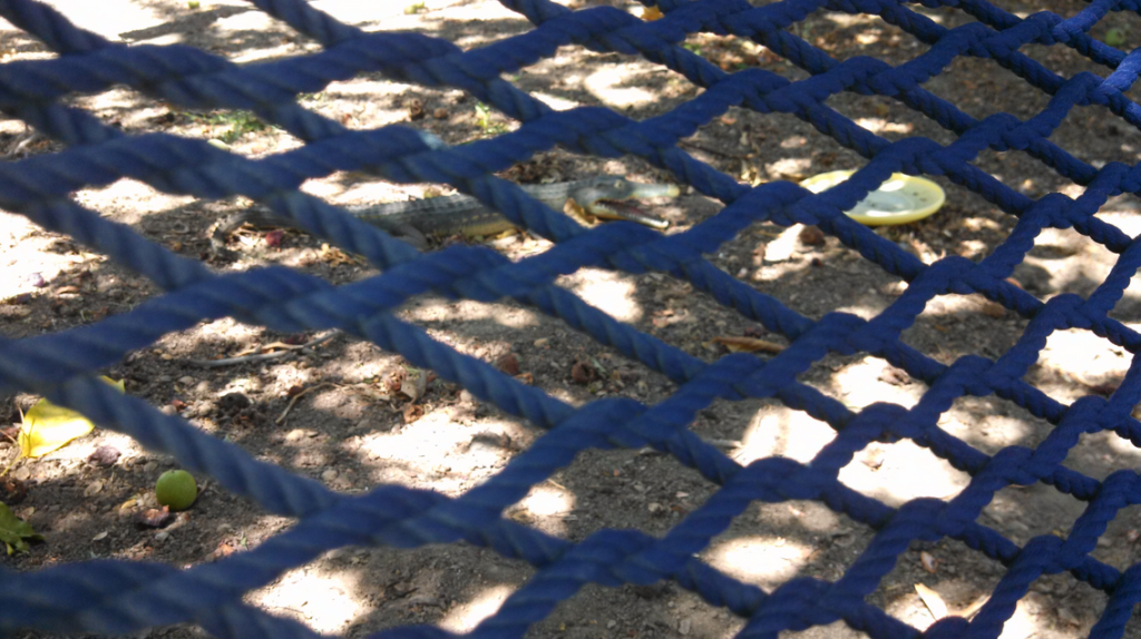 gator in the yard