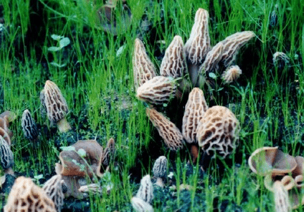 Grow you own Mushrooms at home - Portabella, Oyster ...
