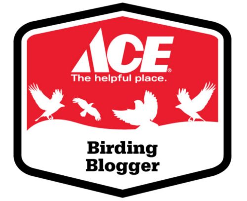 Ace birding blogger
