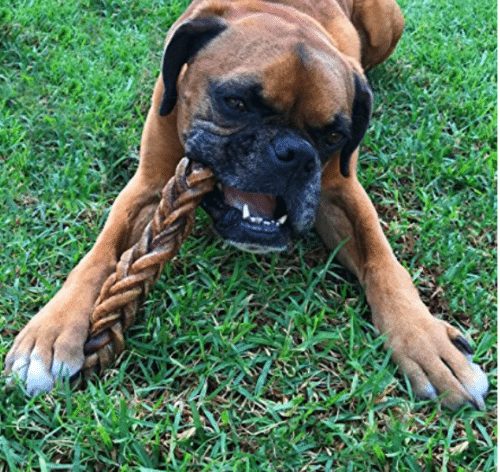 monster-braided-bully-stick-for-dogs-8-pieces-per-stick-natural-low-odor-jumbo-dog-dental-treats-best-xl-thick-pizzle-chew-stix-1