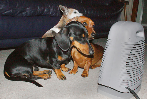 Dogs-Electric-Portable-Heater
