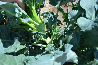 How to cut and harvest broccoli