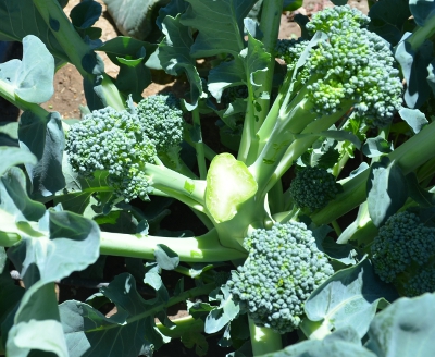 Side shoots on Broccoli