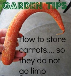 carrots limp