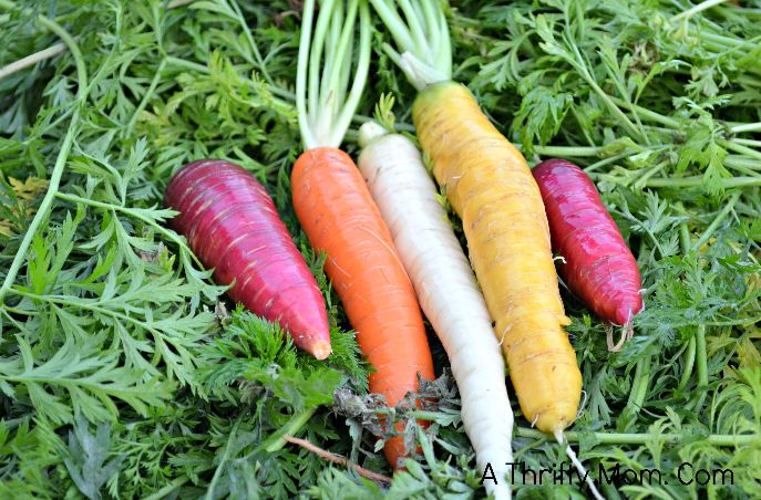 Fun Garden tips Rainbow Carrots