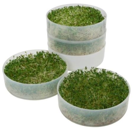 grow your greens alfalfa sprouts