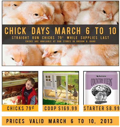 chick sale at D&B supply