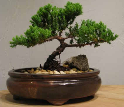 juniper bonsai tree