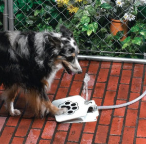 dog bowl water fountain