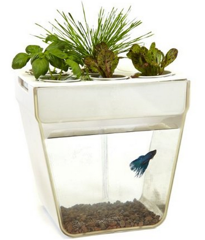 self cleaning fish tank and garden