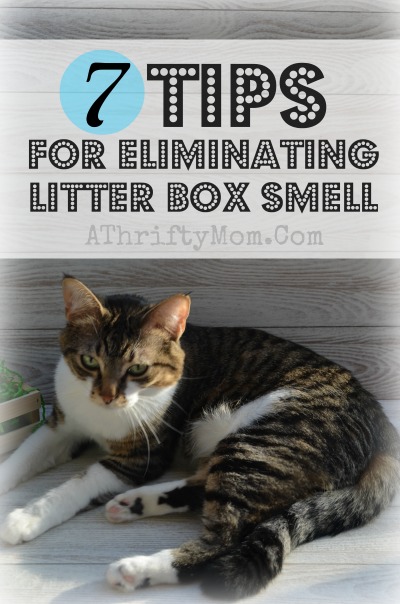 Tips eliminating litter box smell, 7 ways to cut cat box odor #Cat, #cats, #PetTips, #LitterBox, #Pets
