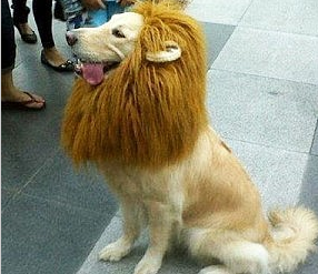 lion pet wig