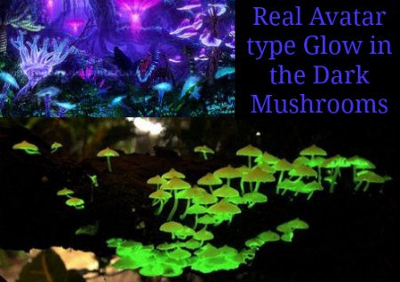 glow in the dark mushroom Avatar