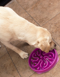 pet food so slow bowls, perfect for dogs and cats on sale and shipped free