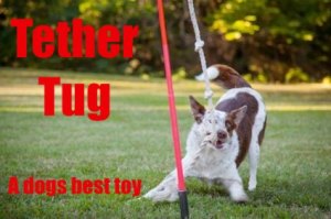 tether tug outdoor toys for dogs