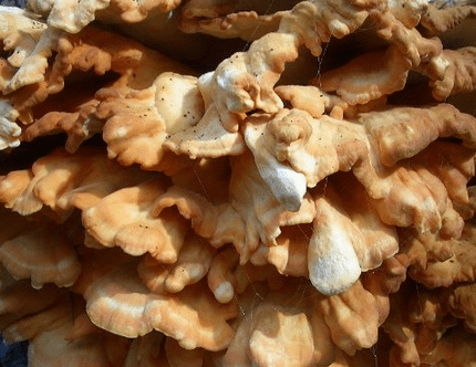 Chicken of the Woods Mushroom Kit Grow Chicken on the woods at home