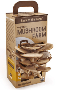 Grow your own Mushroom Oyster Mushroom kit