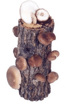 Grow your own Shiitake mushroom farm home mushroom kit
