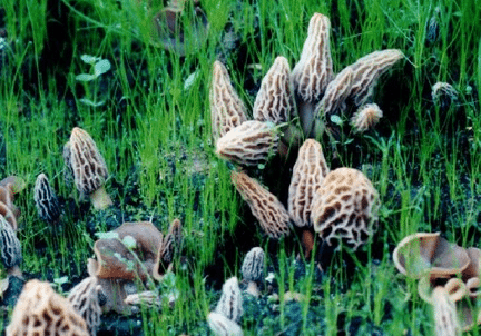 Morel Mushroom kit grow morel mushrooms at home