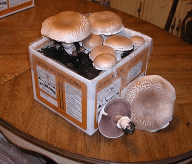Portabella Mushroom kit grow portabella Mushrooms at home