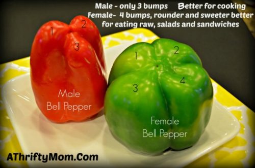 How to tell a female or Male bell pepper