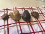 Rock Bugs 3