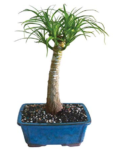 Live Pony Tail Palm Indoor Bonsai Tree – 5 Years Old; 12in to 20in Tall with Decorative Container