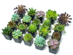 Succulent Plants (20 Pack) Fully Rooted in Planter Pots with Soil  Real Live Potted Succulents   Unique Indoor Cactus Decor by Plants for Pet