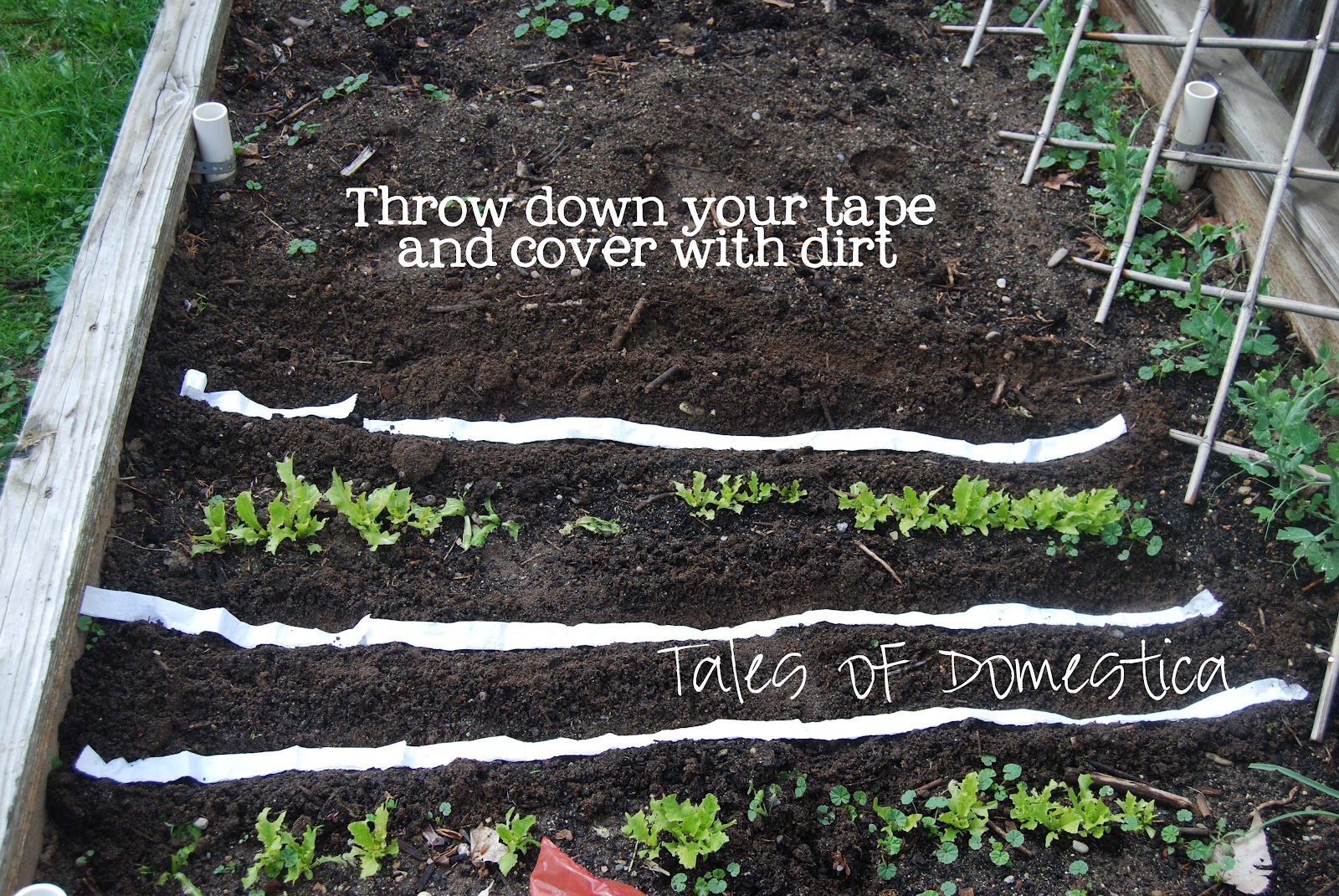 DIY Seed Tape for Gardens Garden Tips A Thrifty Mom