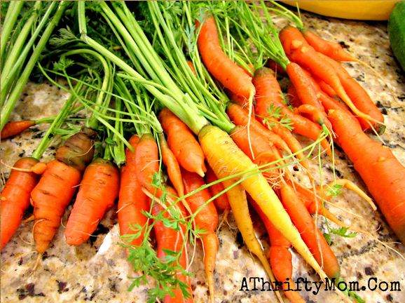 How to store carrots from the garden, so they don’t go limp ~ Garden Tips