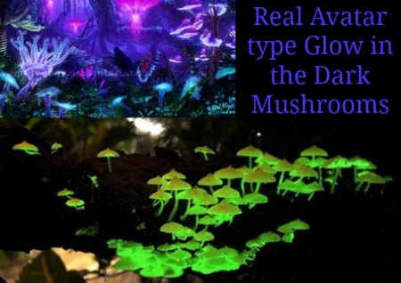 Real Avatar type glowing mushrooms - Real, Safe for humans and reptiles ...