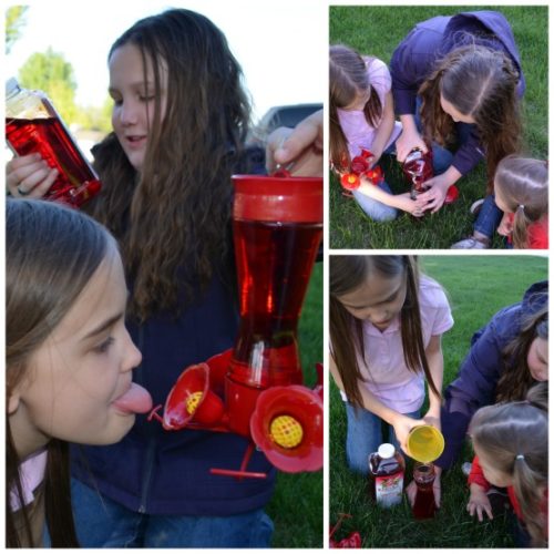 Bird feeders at ACE Hardware, Hummingbird feeders, where to buy birdfeeders, how to make bird