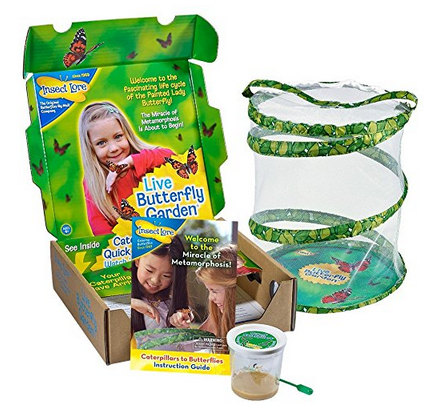 Live Butterfly Growing Kit - A Thrifty Mom