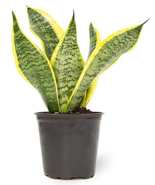 Live Snake Plants - A Thrifty Mom