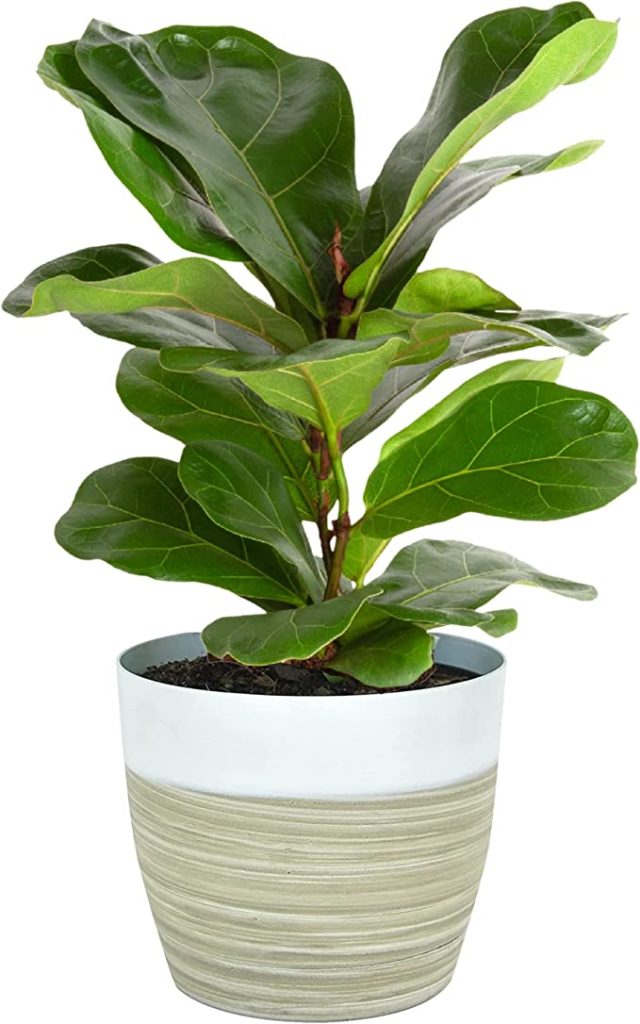 Indoor plant sale A Thrifty Mom